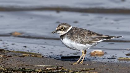 Halkalı küçük cılıbıt