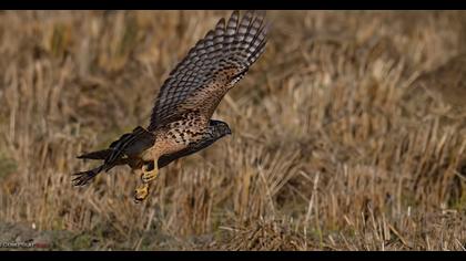 Northern Goshawk