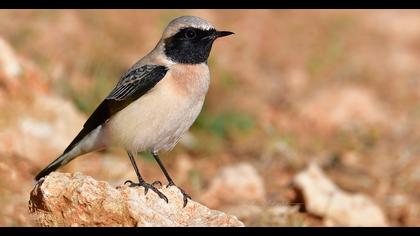 Karakulaklı kuyrukkakan