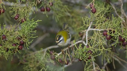 Sürmeli çalıkuşu