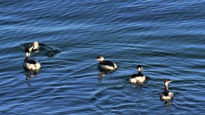 Black-necked Grebe