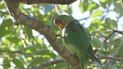 İskender papağanı