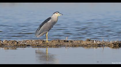 Black-crowned Night Heron