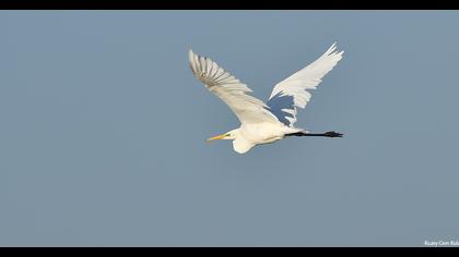 Büyük ak balıkçıl