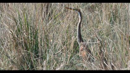 Erguvani balıkçıl