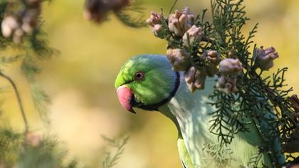 Yeşil papağan