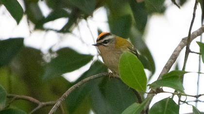 Sürmeli çalıkuşu