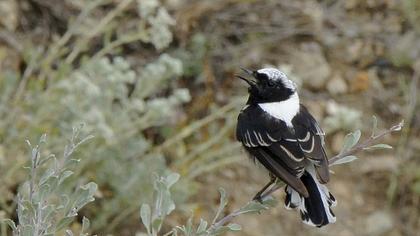Aksırtlı kuyrukkakan