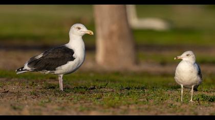 Büyük karasırtlı martı