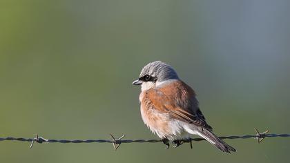 Kızılsırtlı örümcekkuşu