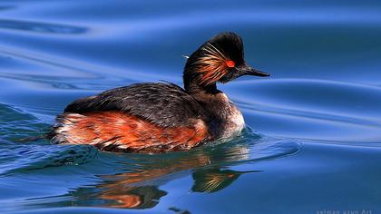 Black-necked Grebe