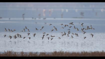 Karakarınlı kumkuşu
