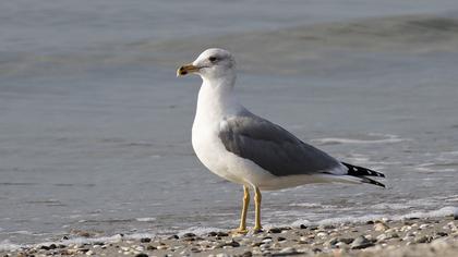 Van gölü martısı