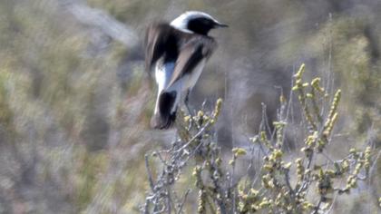 Karasırtlı kuyrukkakan