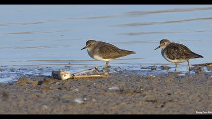 Sarıbacaklı kumkuşu