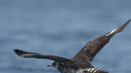 Kütkuyruklu korsanmartı