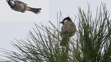 Akyanaklı arapbülbülü