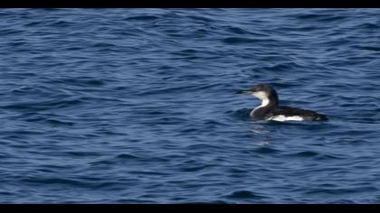 Karagerdanlı dalgıç