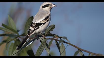 Büyük örümcekkuşu