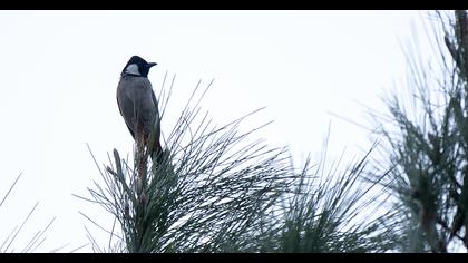 Akyanaklı arapbülbülü