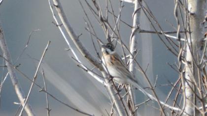 Bataklık Kirazkuşu