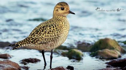 European Golden Plover