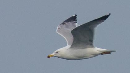 Van gölü martısı