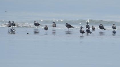 Büyük karabaş martı