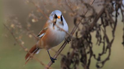Bıyıklı baştankara