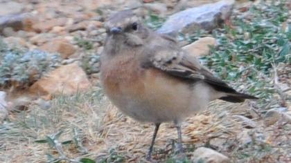 Karakulaklı kuyrukkakan