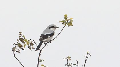 Büyük örümcekkuşu