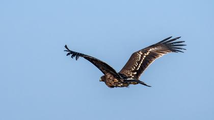 Büyük orman kartalı