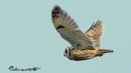 Kulaklı orman baykuşu