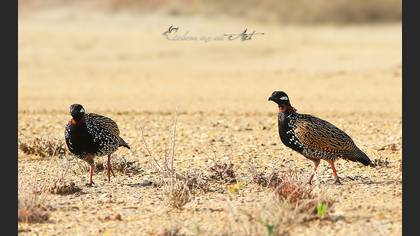 Black Francolin