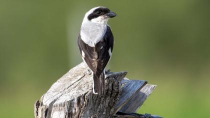 Karaalınlı örümcekkuşu