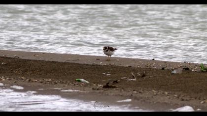 Common Ringed Plover
