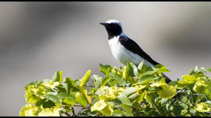 Karakulaklı kuyrukkakan