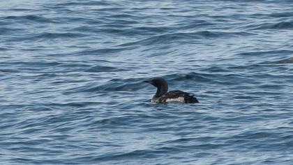 Karagerdanlı dalgıç