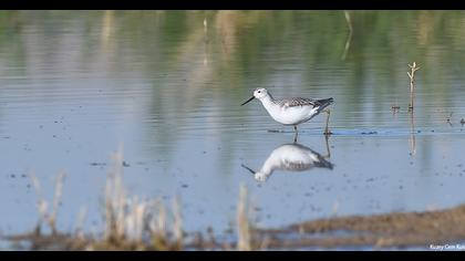 Bataklık düdükçünü
