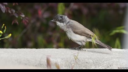 Küçük akgerdanlı ötleğen