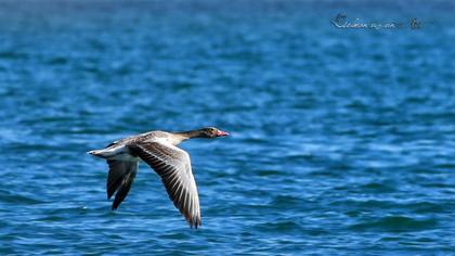 Greylag Goose