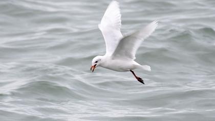 Mediterranean Gull