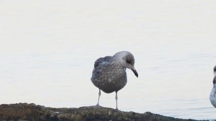 Kuzey gümüş martı