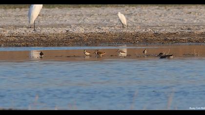 Karakarınlı kumkuşu