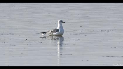 Van gölü martısı