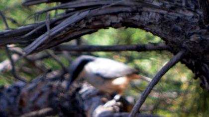 Büyük kaya sıvacısı