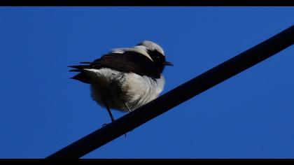 Aksırtlı kuyrukkakan