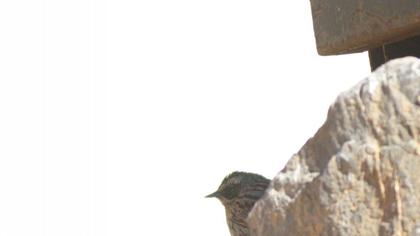 Sürmeli dağbülbülü