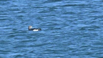 Karagerdanlı dalgıç