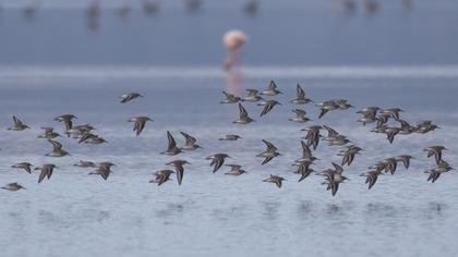 Karakarınlı kumkuşu